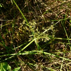 toothed flatsedge thumbnail 4
