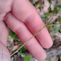 Enslen's dewberry thumbnail 1