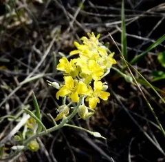 silver bladderpod thumbnail 2