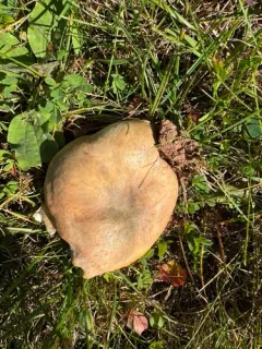 Russula flocculosa thumbnail 2