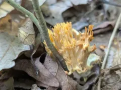 Ramaria thalliovirescens thumbnail 3