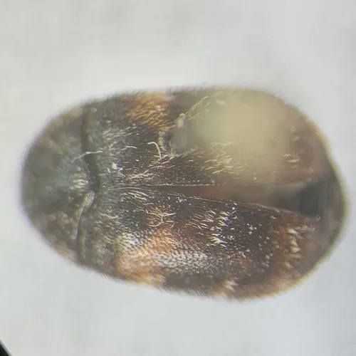 Trogoderma simplex