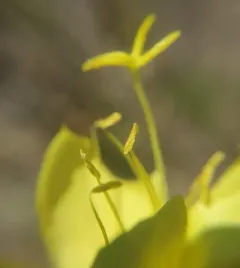 Fourpoint Evening Primrose thumbnail 4