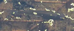 Eastern Mosquitofish thumbnail 2