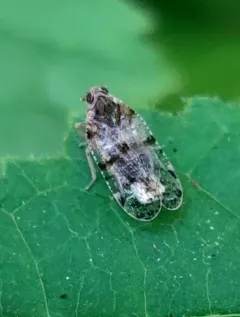 common lacehopper thumbnail 2