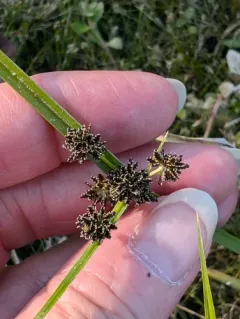 Variable Flatsedge thumbnail 3