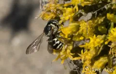 Modest Pebble Bee thumbnail 3