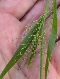 Gattinger's panic grass thumbnail 4