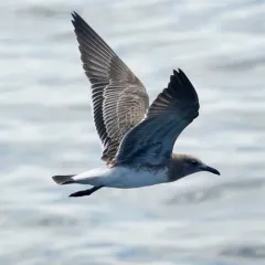 Laughing Gull thumbnail 4
