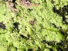 Rock Candy thumbnail 3