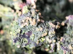 Pink Dimple Lichen thumbnail 3