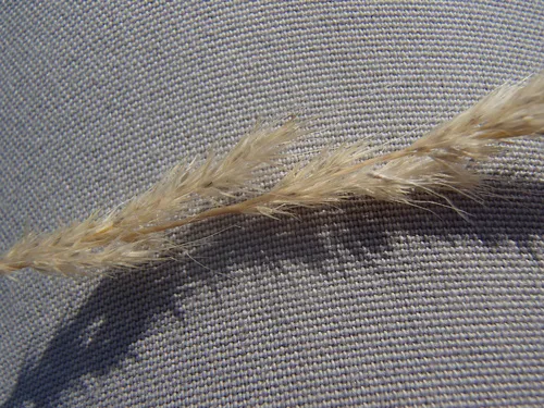 foxtail muhly
