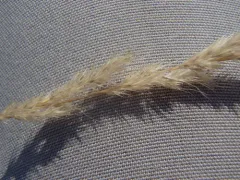 foxtail muhly thumbnail 1