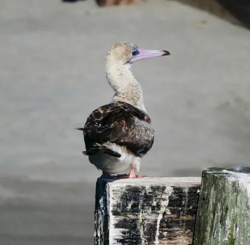 Red-footed Booby