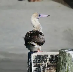 Red-footed Booby thumbnail 1