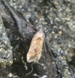Dichomeris vacciniella thumbnail 4