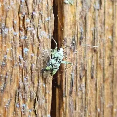 lime plant bug thumbnail 3