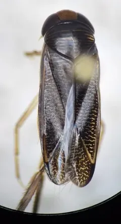 Hesperocorixa atopodonta thumbnail 3