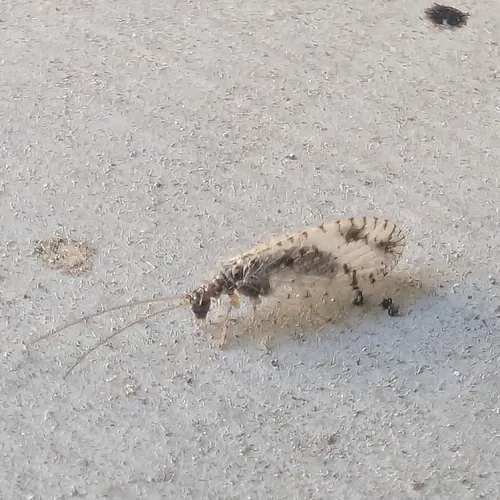 Variegated Brown Lacewing