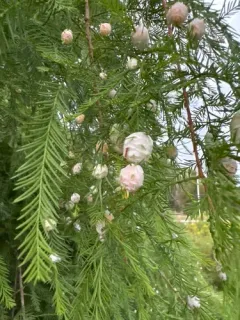 Cypress Twig Gall Midge thumbnail 3