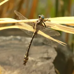 Olive Clubtail thumbnail 4