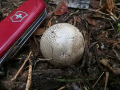 Smoky Puffball thumbnail 2