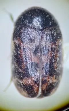 Larger Cabinet Beetle thumbnail 3