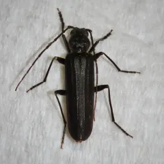 New House Borer thumbnail 4