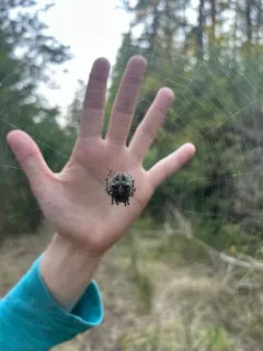 Araneus andrewsi thumbnail 2