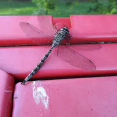 Zigzag Darner thumbnail 4
