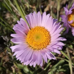 Parry's Townsend-daisy thumbnail 3