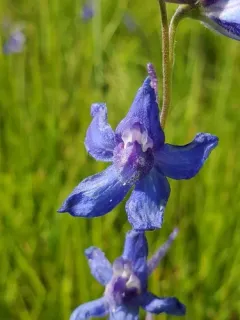 Slim Larkspur thumbnail 1