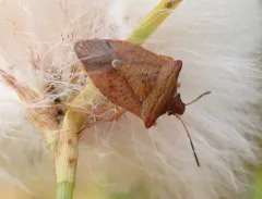 Euschistus ictericus thumbnail 2