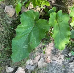 Burdock Leafminer thumbnail 4