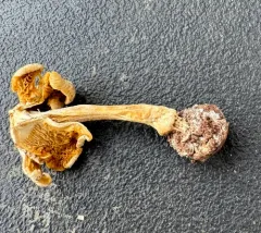 Inocybe umbratica thumbnail 4