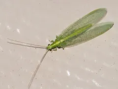 Meleoma emuncta thumbnail 2