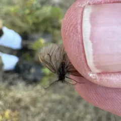 Hyaloscotes pithopoera thumbnail 2