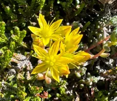 Curvedleaf Stonecrop thumbnail 3