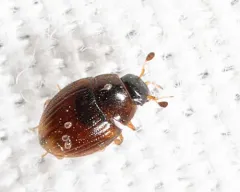 Cryptopleurum subtile thumbnail 2