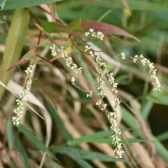 Dotted Smartweed thumbnail 2