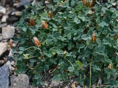 Hayden's Clover thumbnail 4
