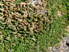 Watson's spikemoss thumbnail 3