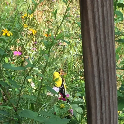 American Goldfinch