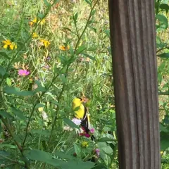 American Goldfinch thumbnail 1