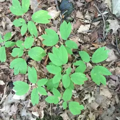 blue cohosh thumbnail 3