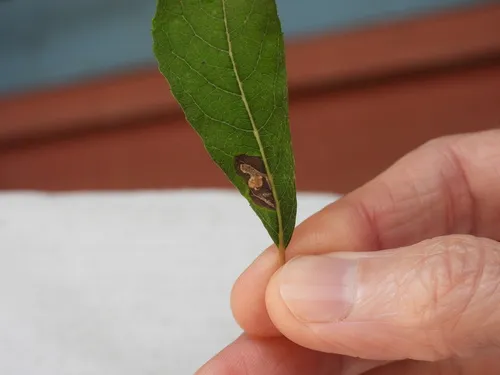 Stigmella fuscotibiella
