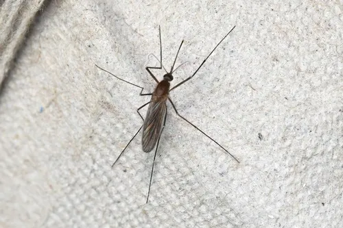 Culiseta morsitans