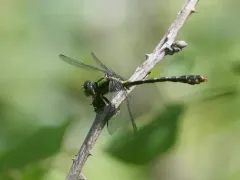 St. Croix Snaketail thumbnail 4