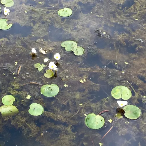 European Frog-bit