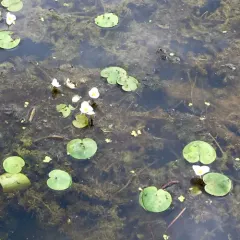 European Frog-bit thumbnail 1